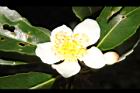 木荷-花54.JPG