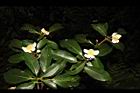 木荷-花序04.JPG
