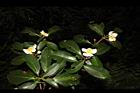 木荷-花序05.JPG