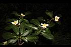 木荷-花序07.JPG