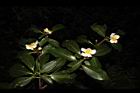 木荷-花序11.JPG