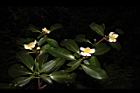 木荷-花序12.JPG