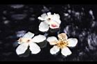 木荷-花瓣00.JPG
