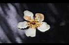木荷-花瓣01.JPG