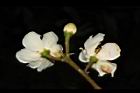 木荷-花背01.JPG