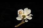 木荷-花背04.JPG