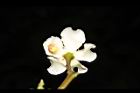 木荷-花背09.JPG
