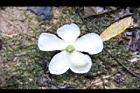 木荷-花背12.jpg