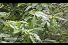 木荷-花苞08.jpg