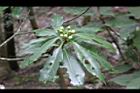 木荷-花苞09.jpg