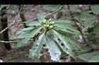木荷-花苞10.jpg