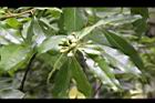 木荷-花苞11.jpg