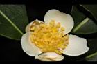 木荷-花蕊01.JPG
