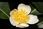 木荷-花蕊02.JPG