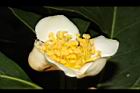 木荷-花蕊03.JPG