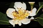 木荷-花蕊05.JPG