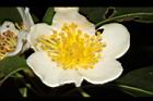 木荷-花蕊06.JPG