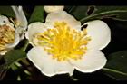 木荷-花蕊07.JPG