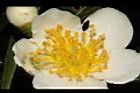 木荷-花蕊09.JPG