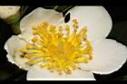 木荷-花蕊10.JPG