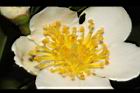 木荷-花蕊11.JPG