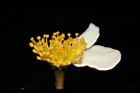 木荷-花蕊17.JPG