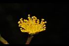 木荷-花蕊18.JPG