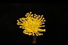 木荷-花蕊19.JPG
