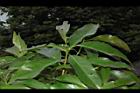 木荷-葉05.JPG