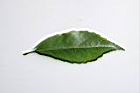 木荷-葉正04.JPG