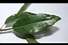木荷-蟲咬痕03.JPG