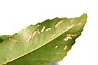 木荷-蟲咬痕12.JPG