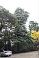 木荷05.JPG