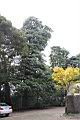 木荷07.JPG