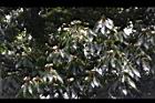木荷36.JPG