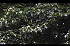 木荷44.JPG
