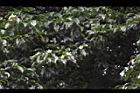 木荷46.JPG