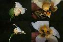 木虌子-花1.jpg