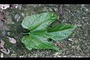 木虌子-葉正00.jpg