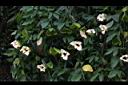 木虌子-雄花06.JPG