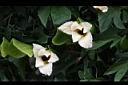 木虌子-雄花07.JPG