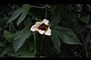 木虌子-雄花09.JPG