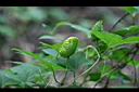 木虌子-雄花苞5.jpg