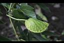 木虌子-雄花苞6.JPG