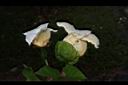 木虌子-雌雄花00.JPG