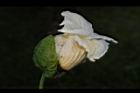 木虌子-雄花47.JPG