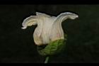 木虌子-雄花48.JPG