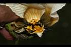 木虌子-雄蕊13.JPG