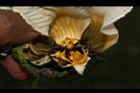 木虌子-雄蕊14.JPG