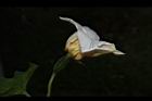 木虌子-雌花00.JPG